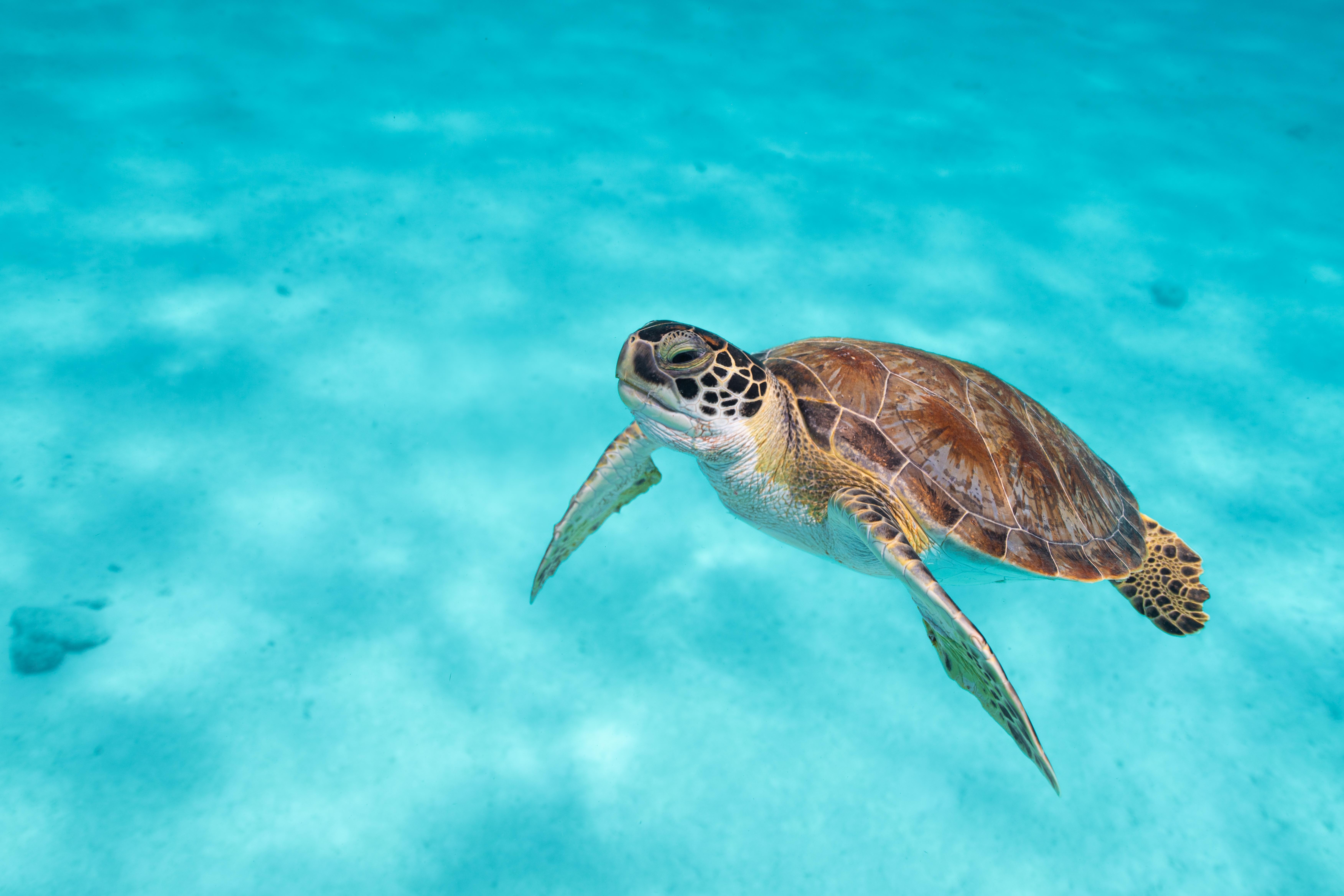 Van Der Valk Plaza Beach & Dive Resort Bonaire Kralendijk na wyspie Bonaire Zewnętrze zdjęcie